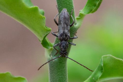 Derolus arciferus